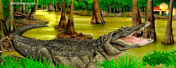 Lori Anzalone Illustration - Nature Illustrator of aligator in swamp