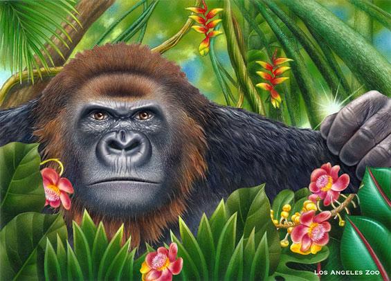 Lori Anzalone Illustration - Nature Illustrator of gorilla ape in jungle forest