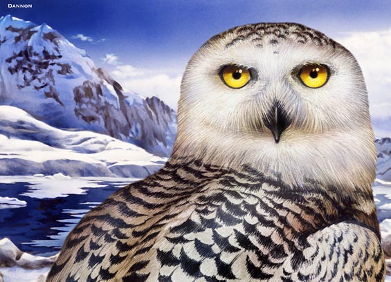Lori Anzalone Illustration - Nature Illustrator of Snowy Owl in Artic