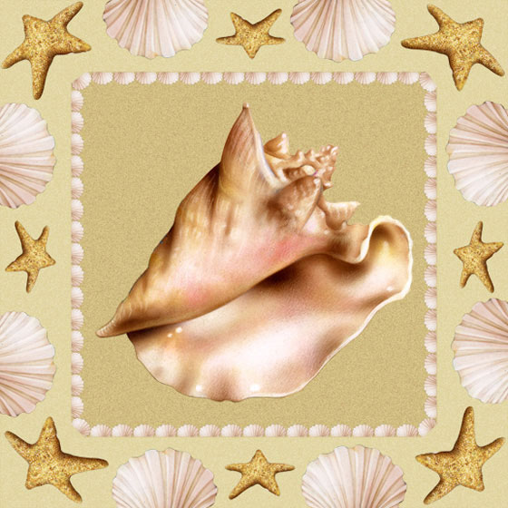 Lori Anzalone Illustration - Nature Illustrator of Seashell