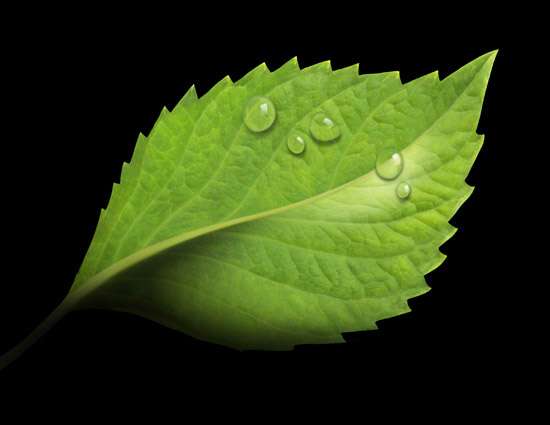 Lori Anzalone Illustration - Photo Based Illustrator of Breyer's Leaf