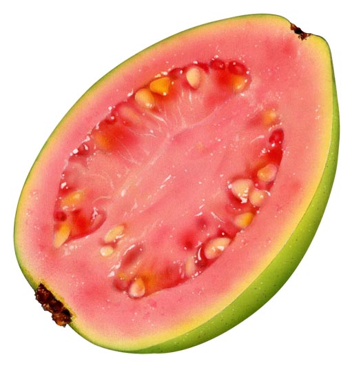 Lori Anzalone Illustration - Photo Based Illustrator of Guava