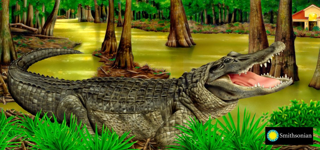 Smithsonian Book Cover Alligator