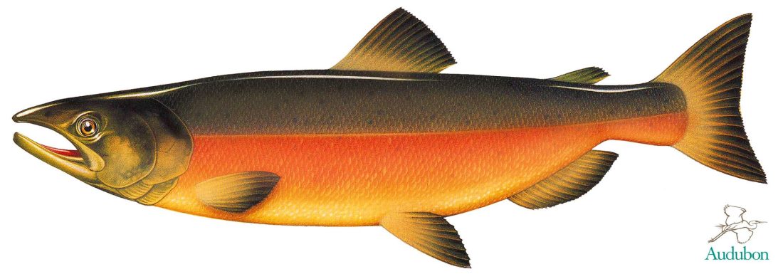 Audubon Coho Salmon