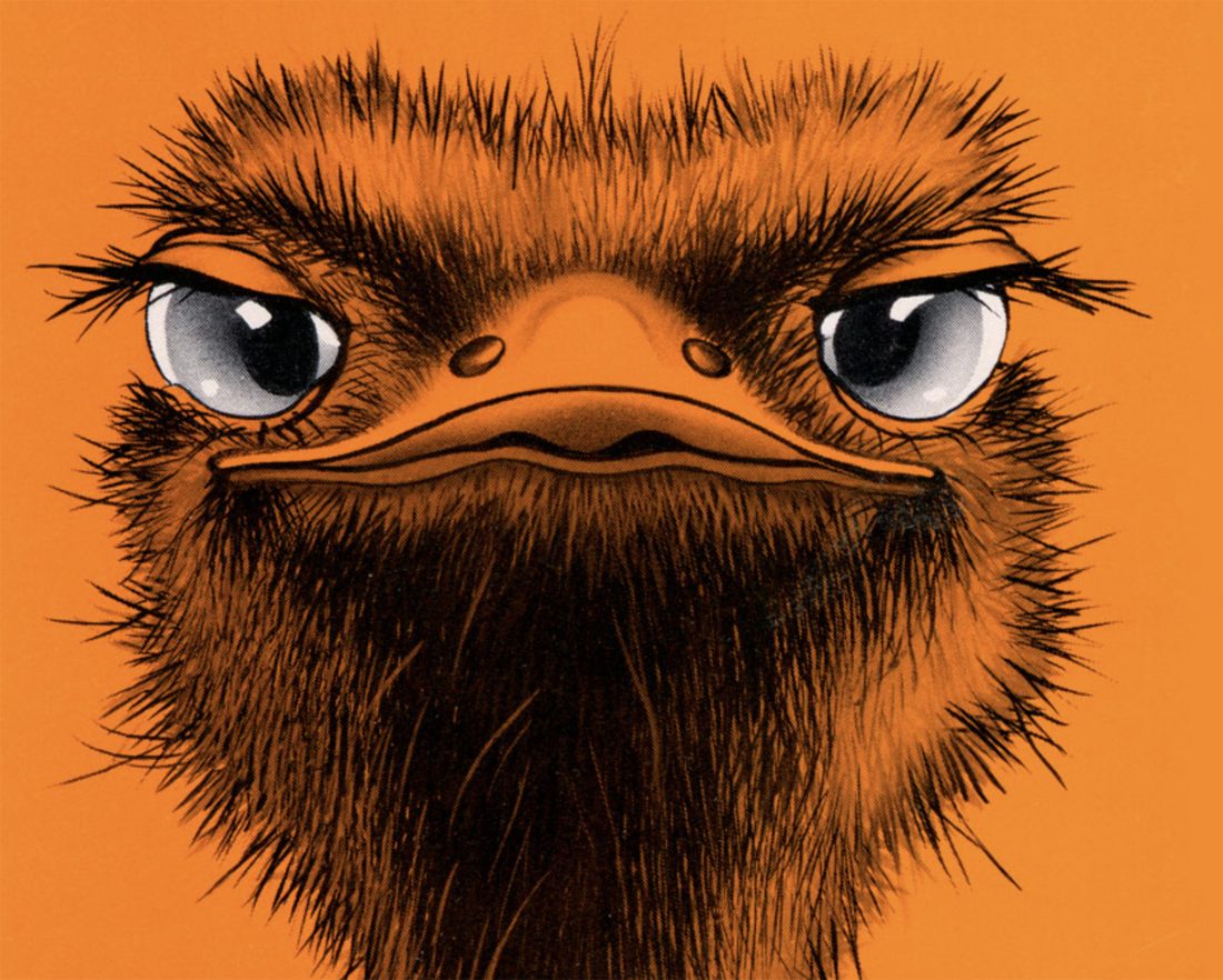 Ostrich