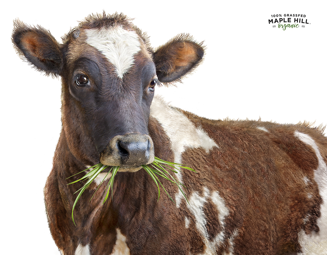 lori-anzalone-photo-realistic-nature-dairy-cow