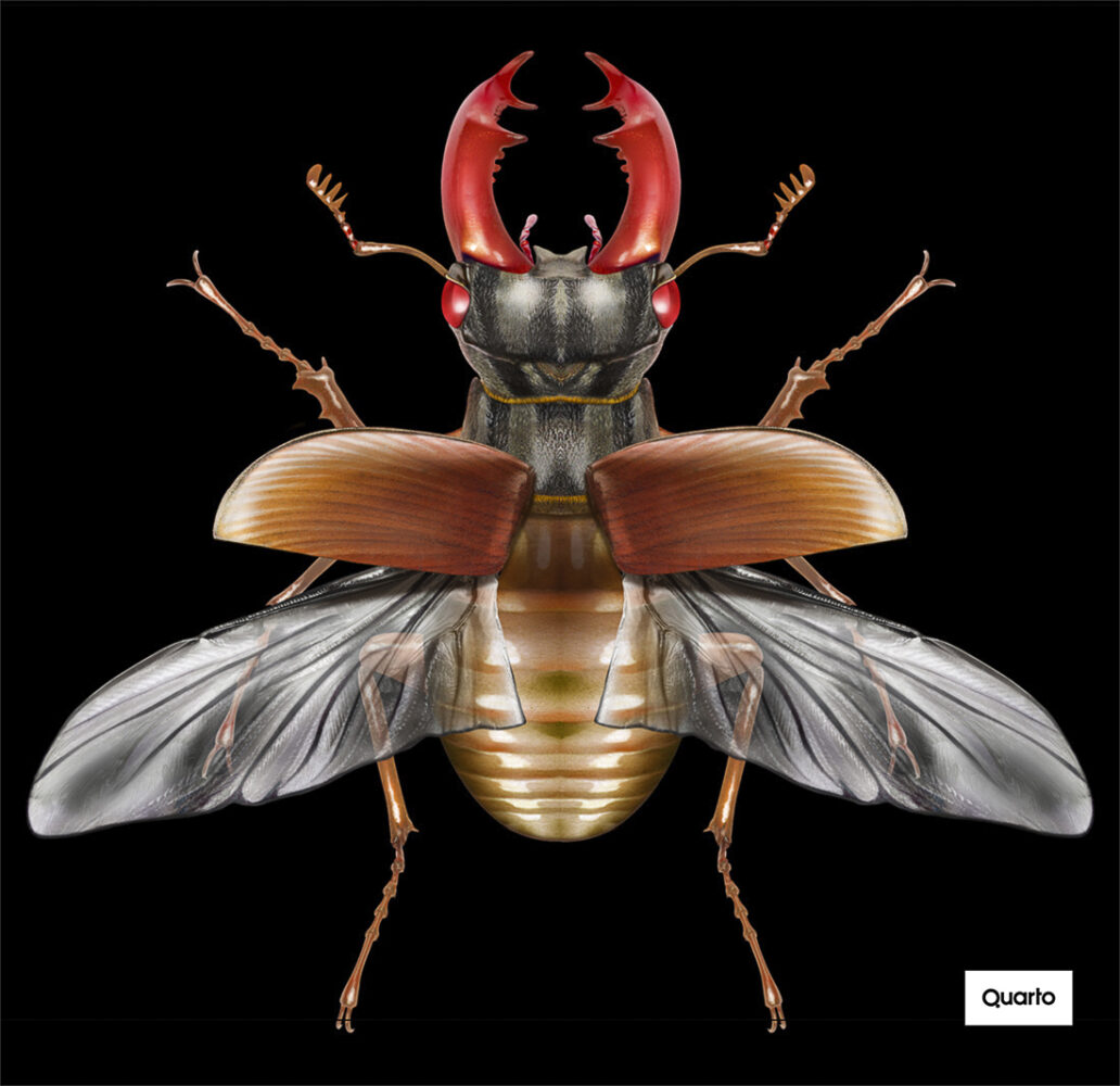 Stag Beetle Quarto